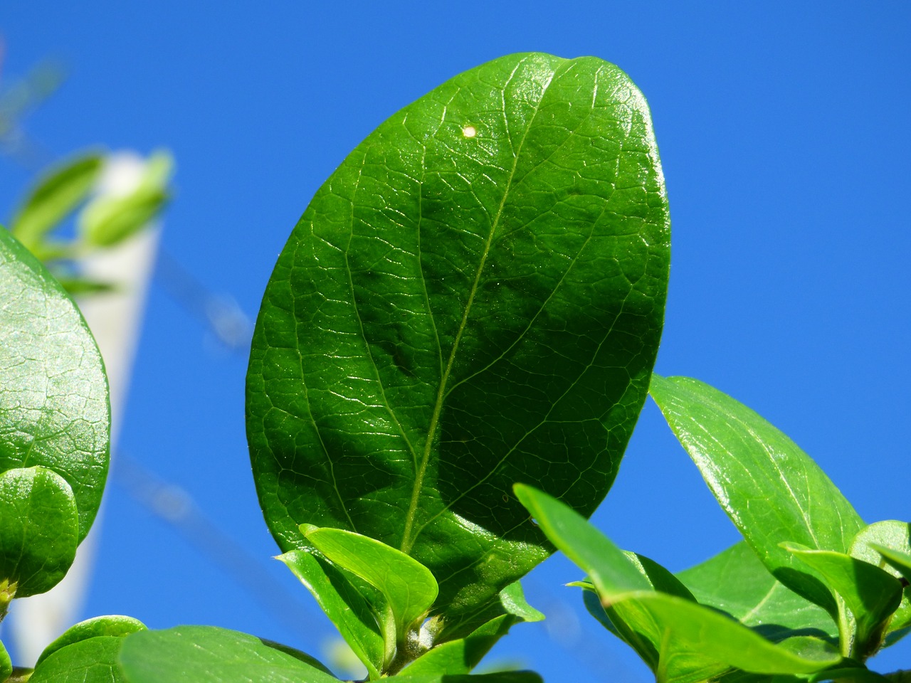 leaf  plant  freshness free photo