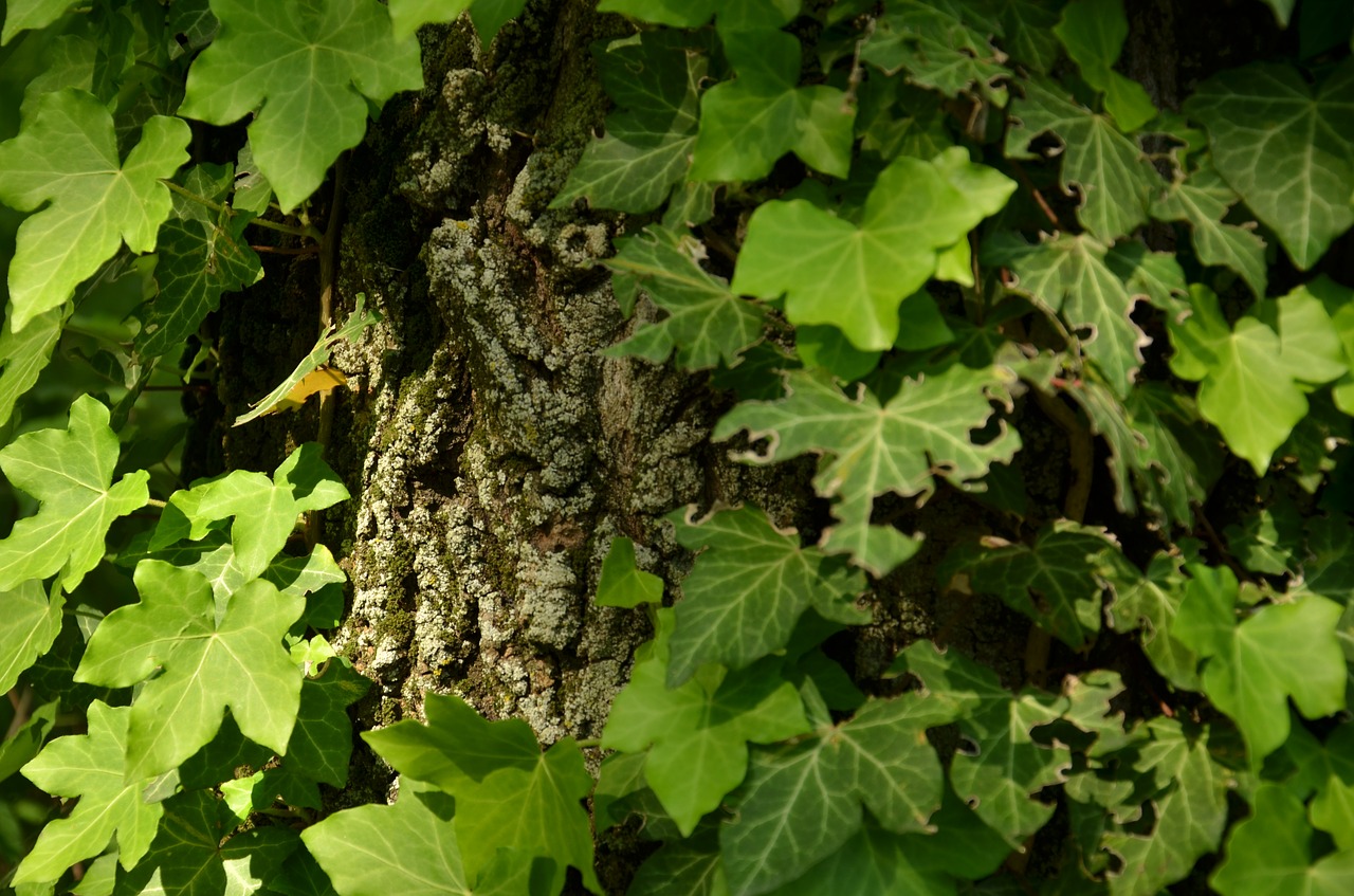 leaf  flora  nature free photo