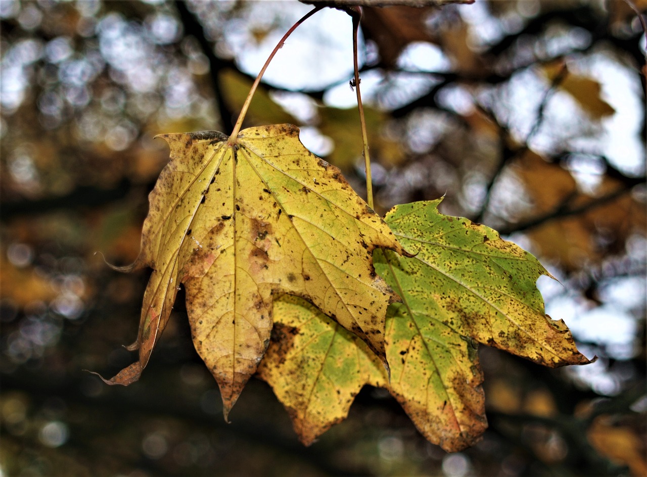 leaf  fall  nature free photo