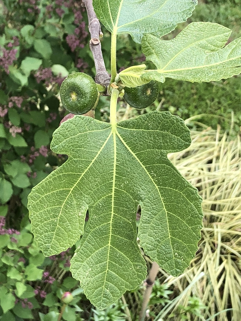 leaf  nature  plant free photo