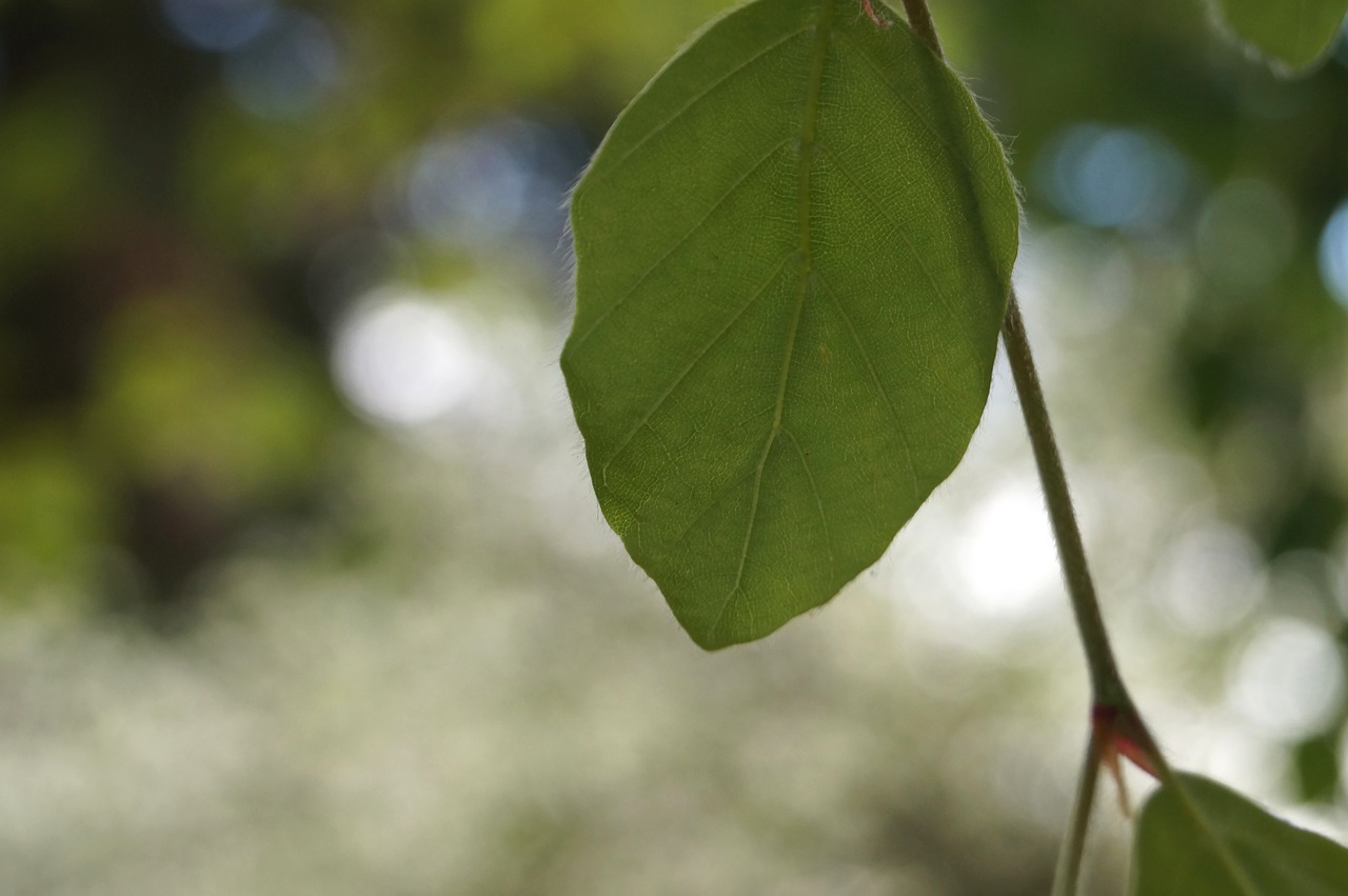 leaf  plant  tree free photo