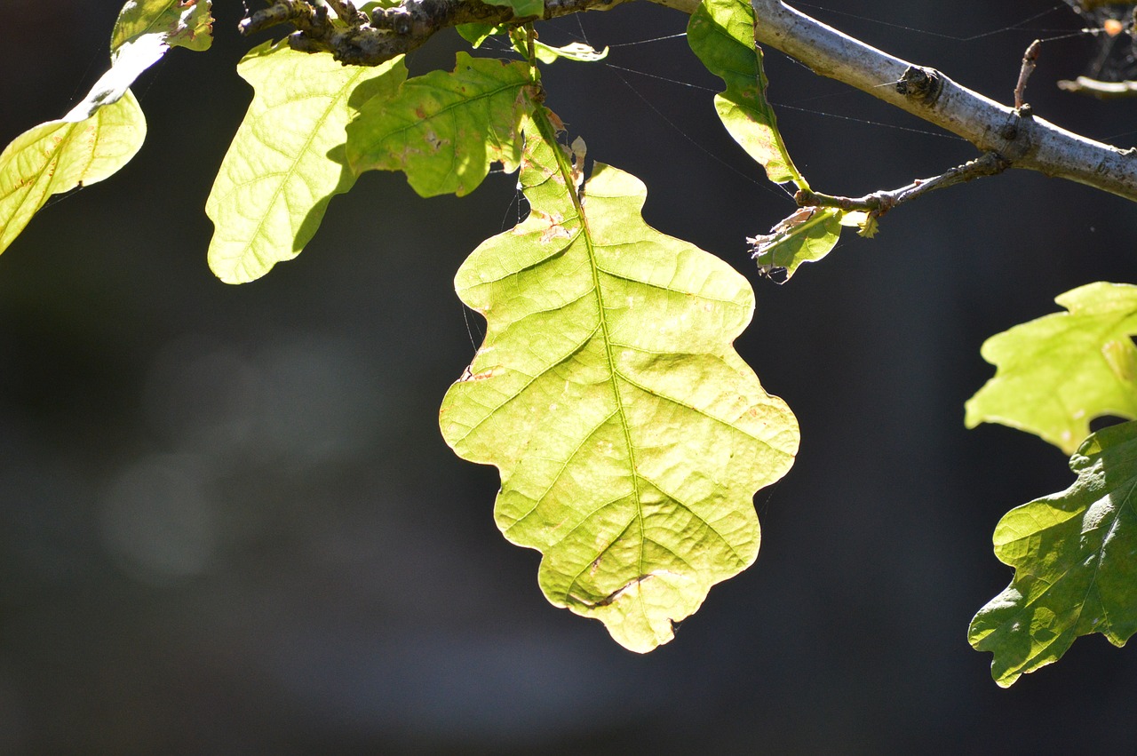 leaf  plant  nature free photo