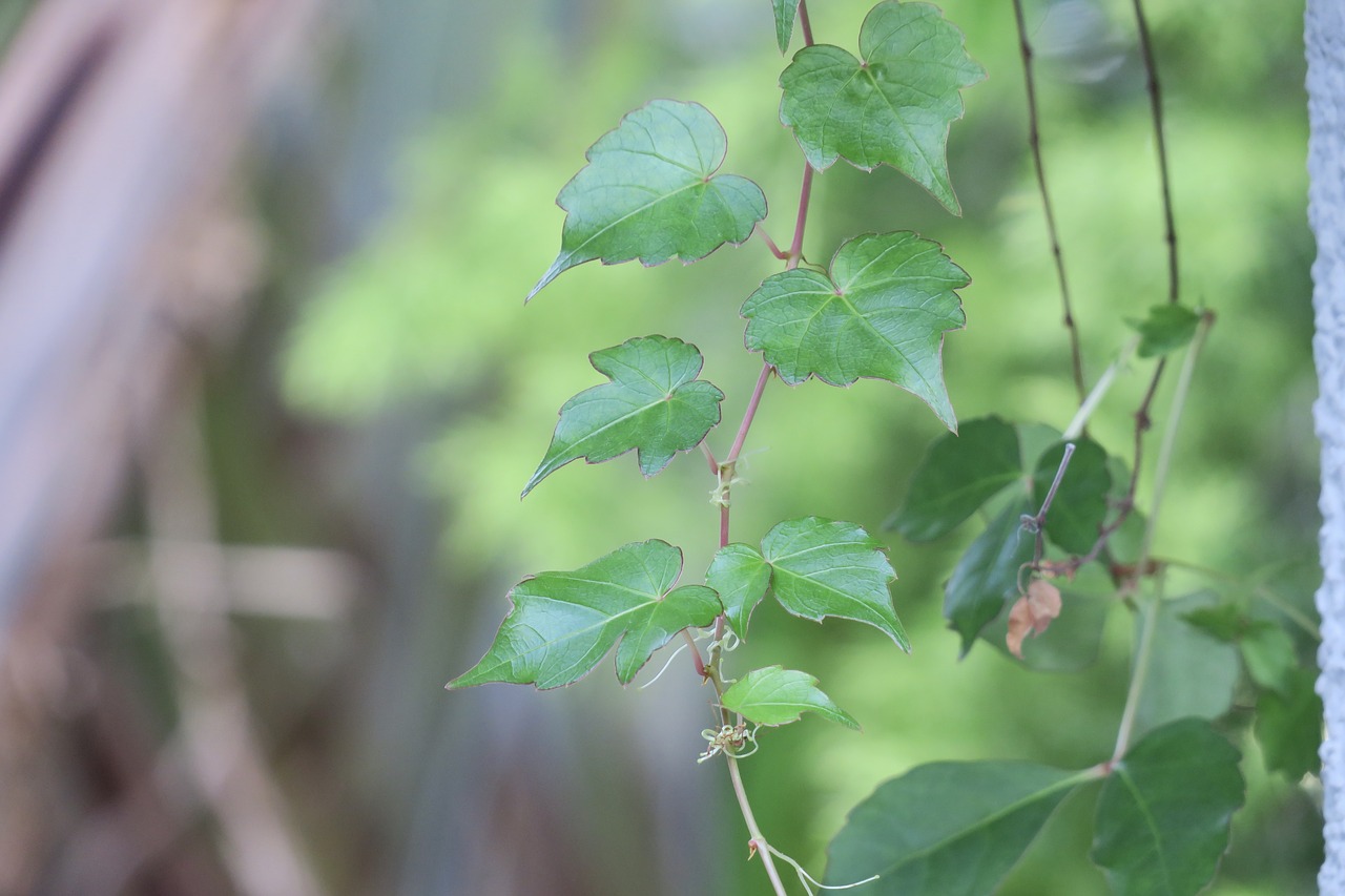 leaf  plant  nature free photo