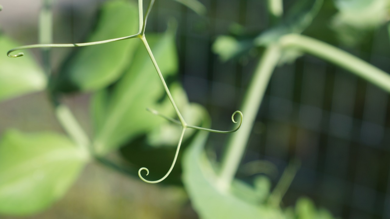 leaf  flora  nature free photo