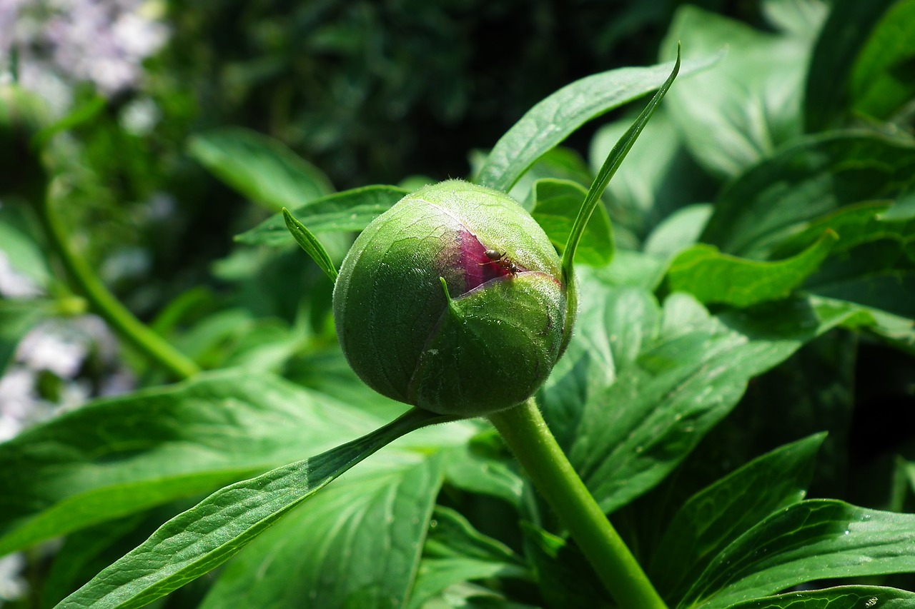 leaf  nature  plant free photo