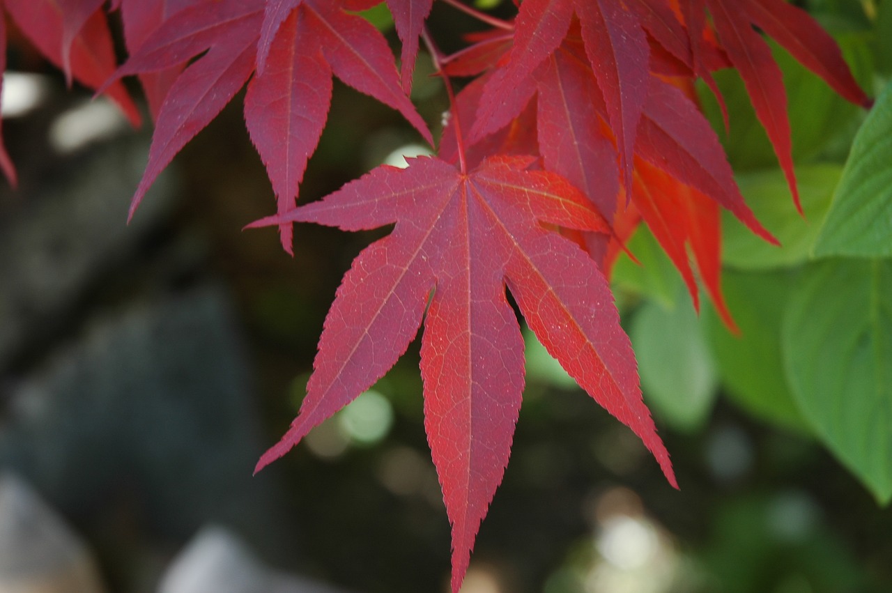 leaf  nature  autumn free photo