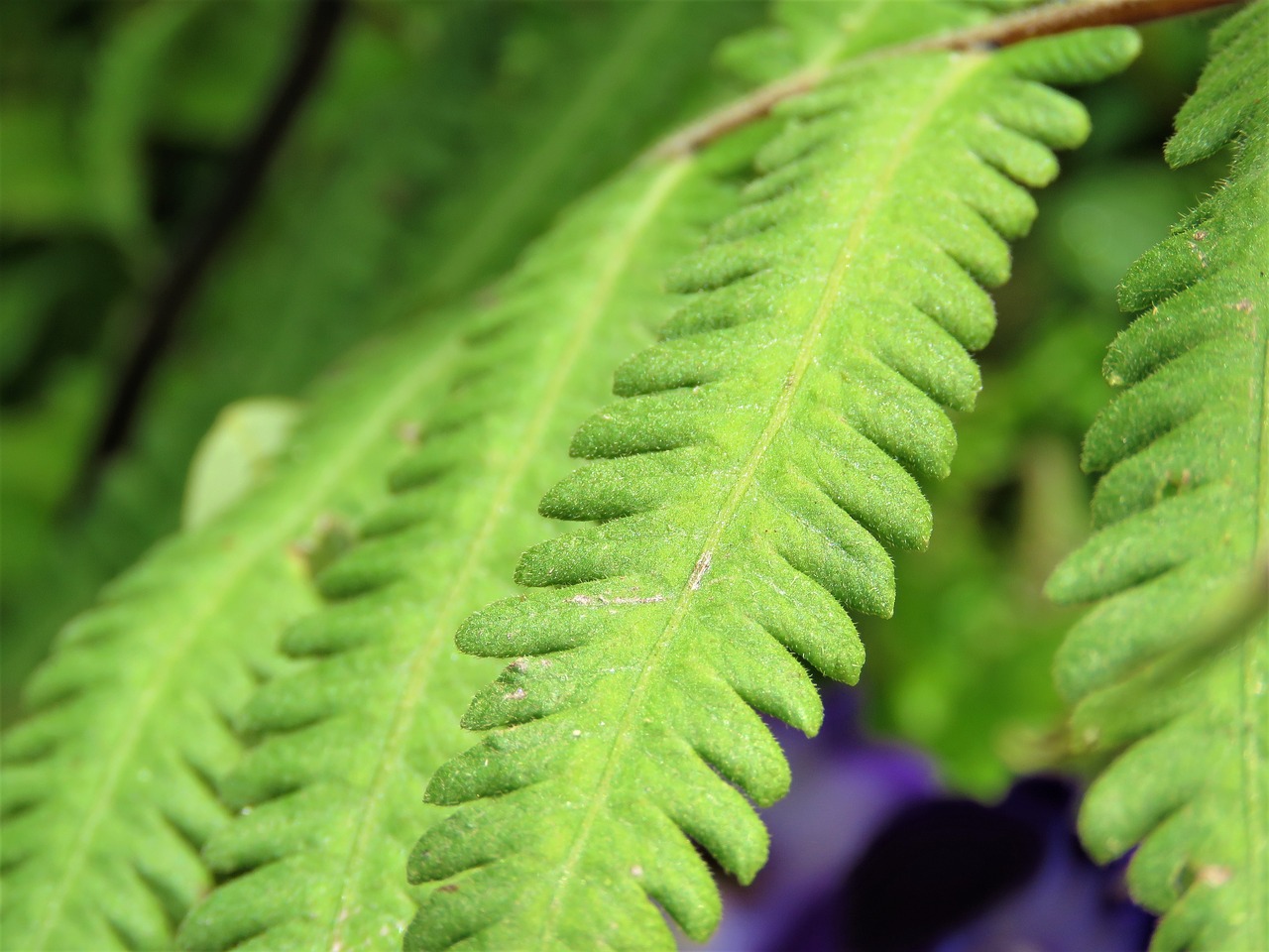 leaf  flora  fern free photo