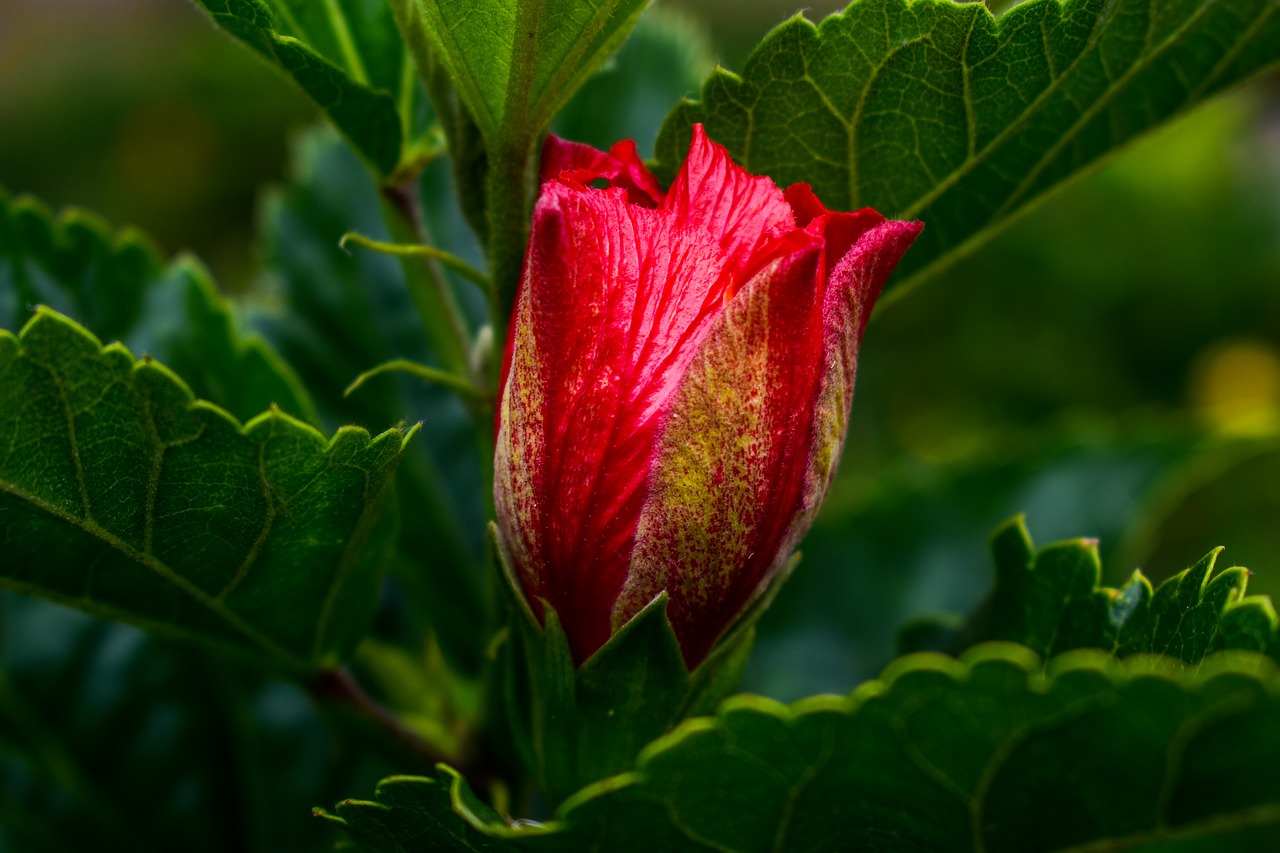 leaf  nature  plant free photo