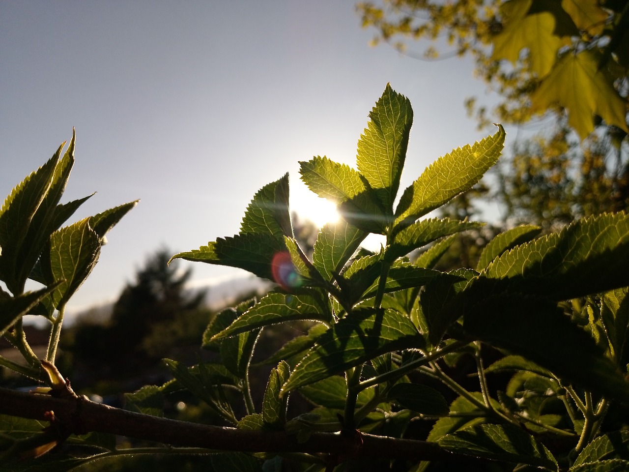 leaf  nature  plant free photo