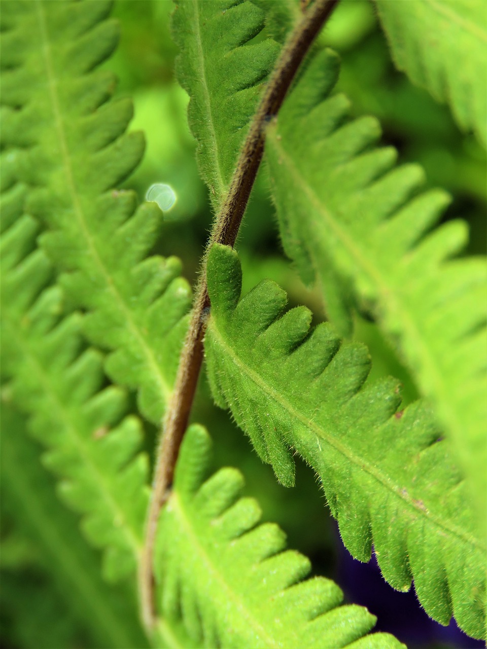 leaf  flora  nature free photo