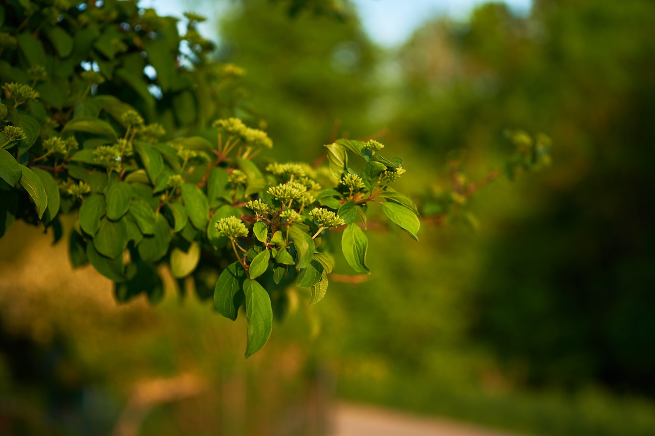 leaf  nature  plant free photo