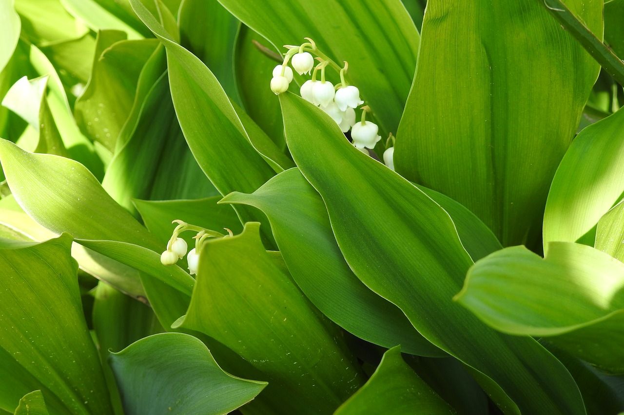 leaf  plant  nature free photo