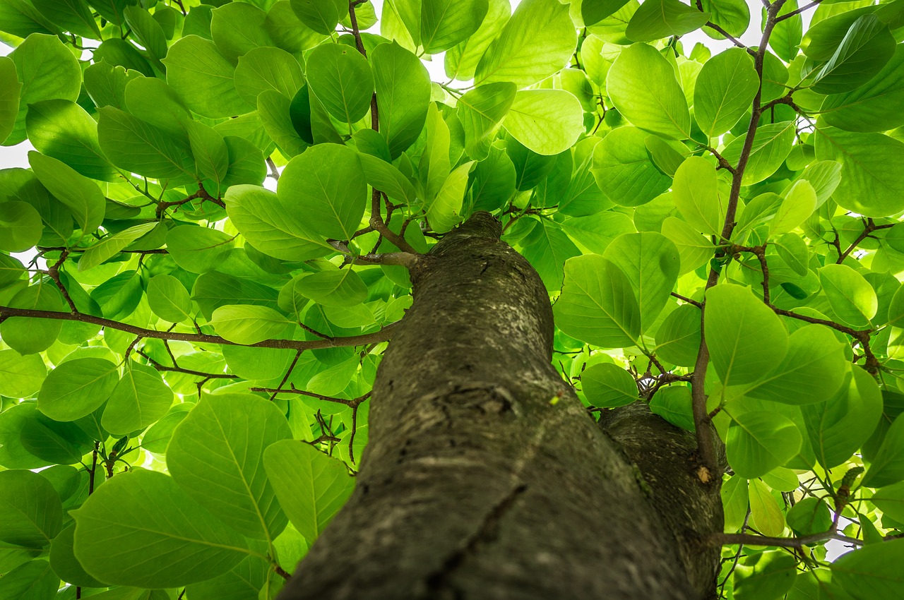 leaf  plants  nature free photo