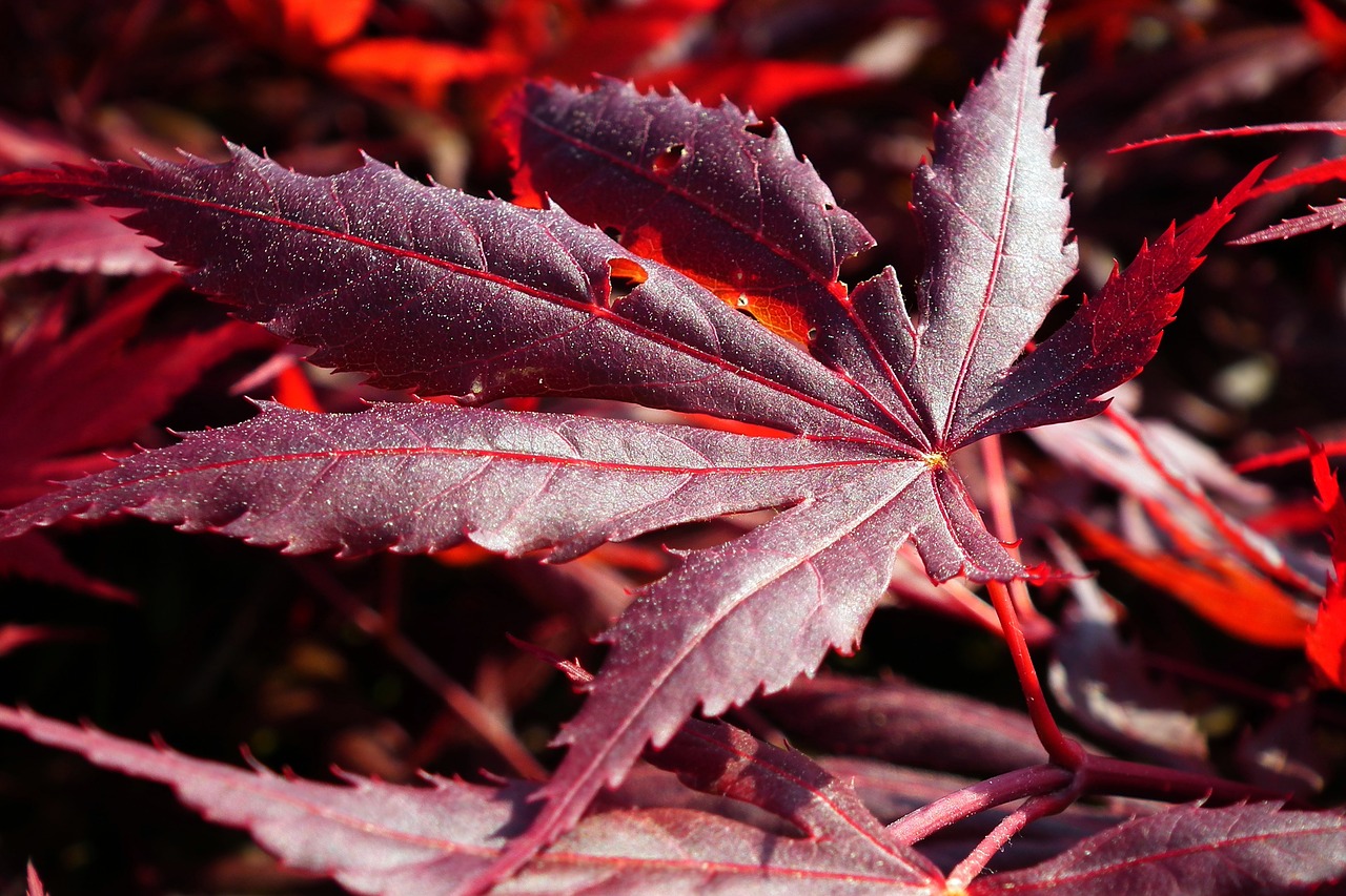 leaf  spring  japanese maple free photo