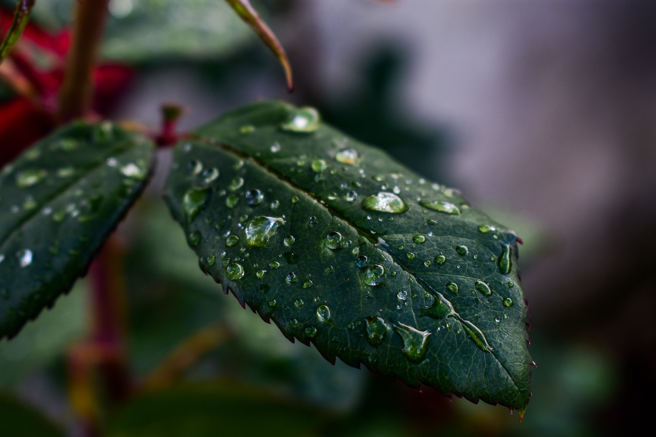 leaf  nature  outdoors free photo