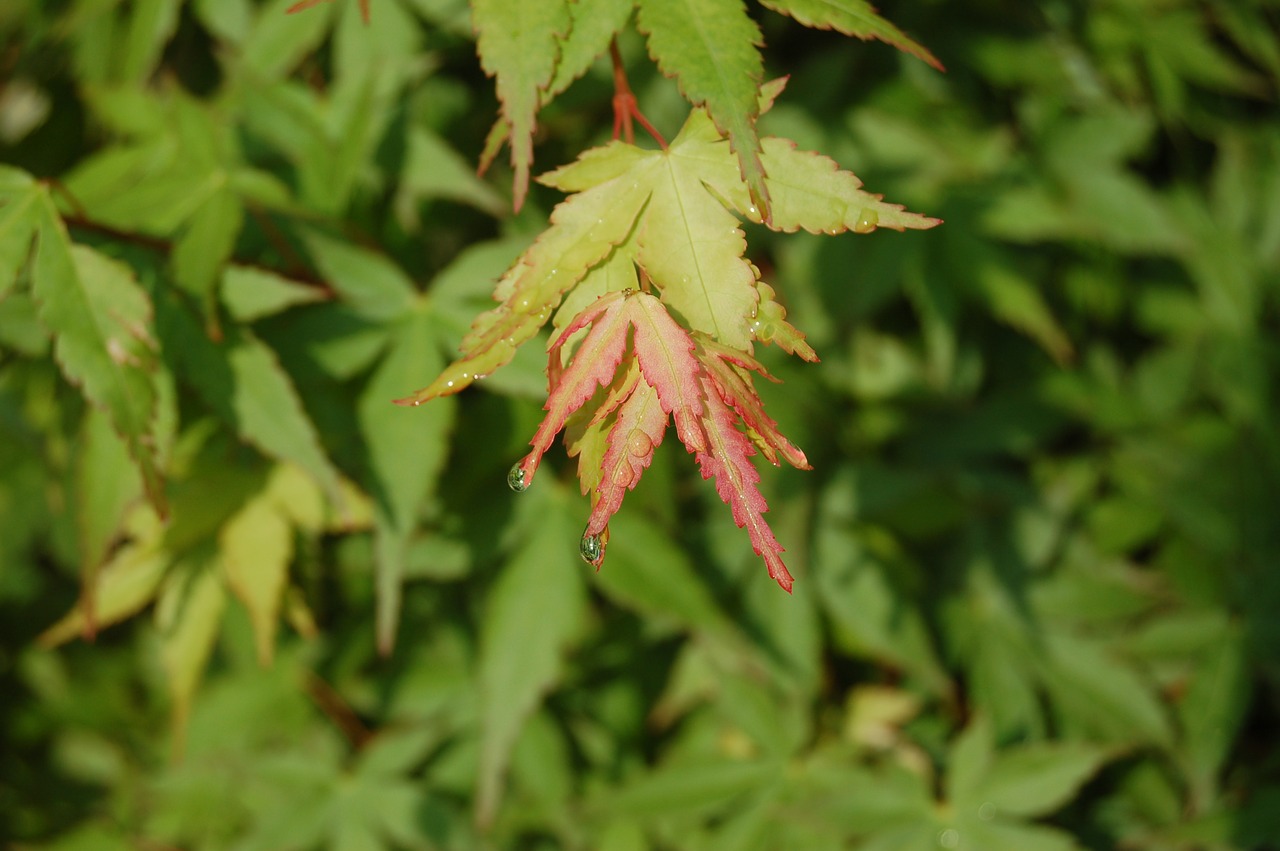 leaf  nature  maple free photo