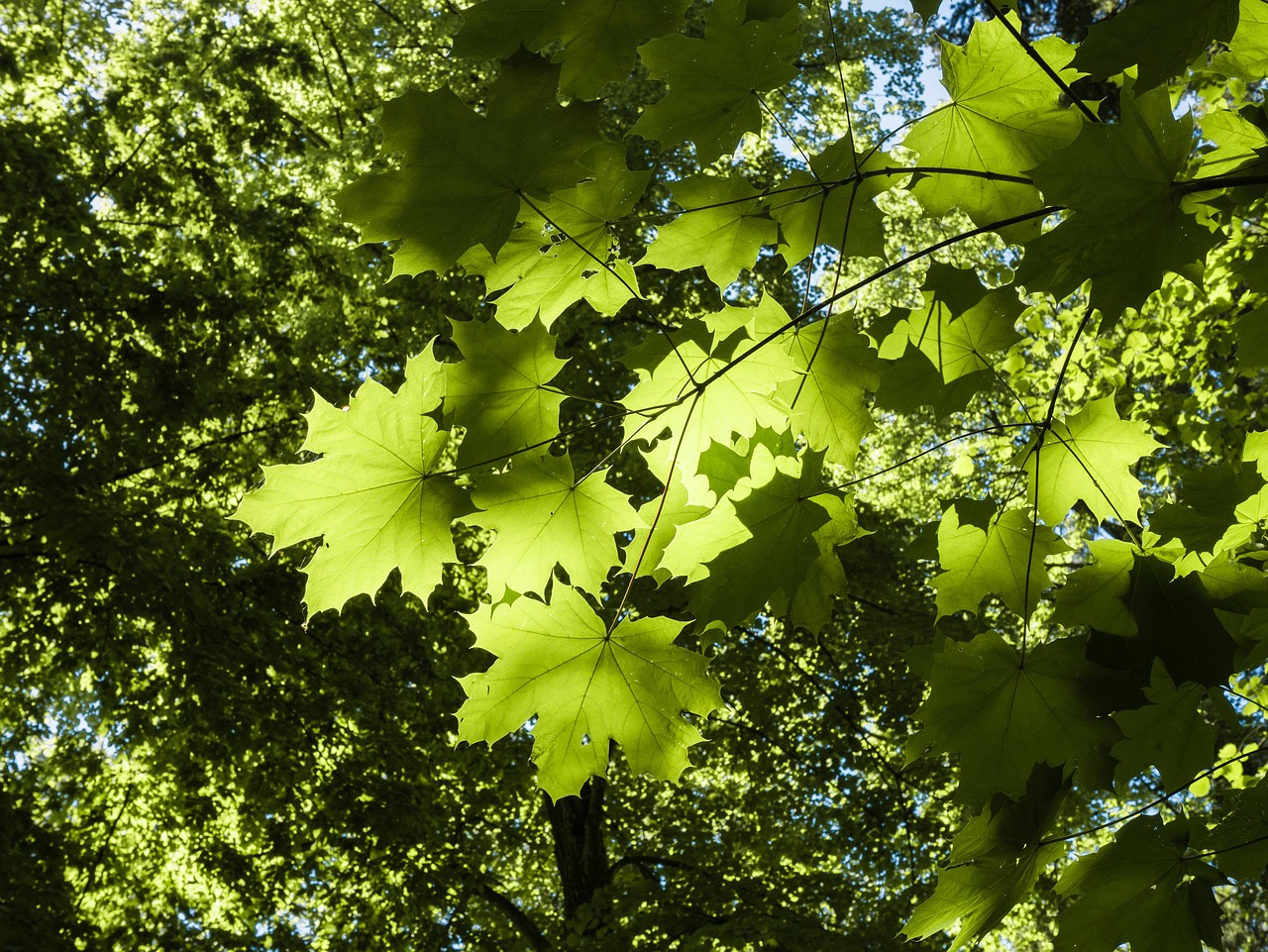 leaf  branch  green free photo