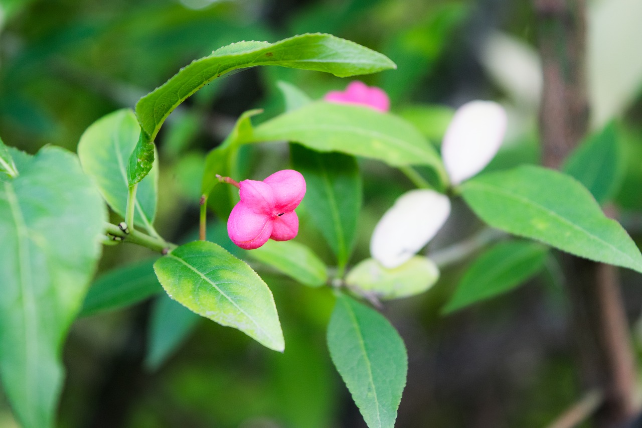 leaf  nature  plant free photo