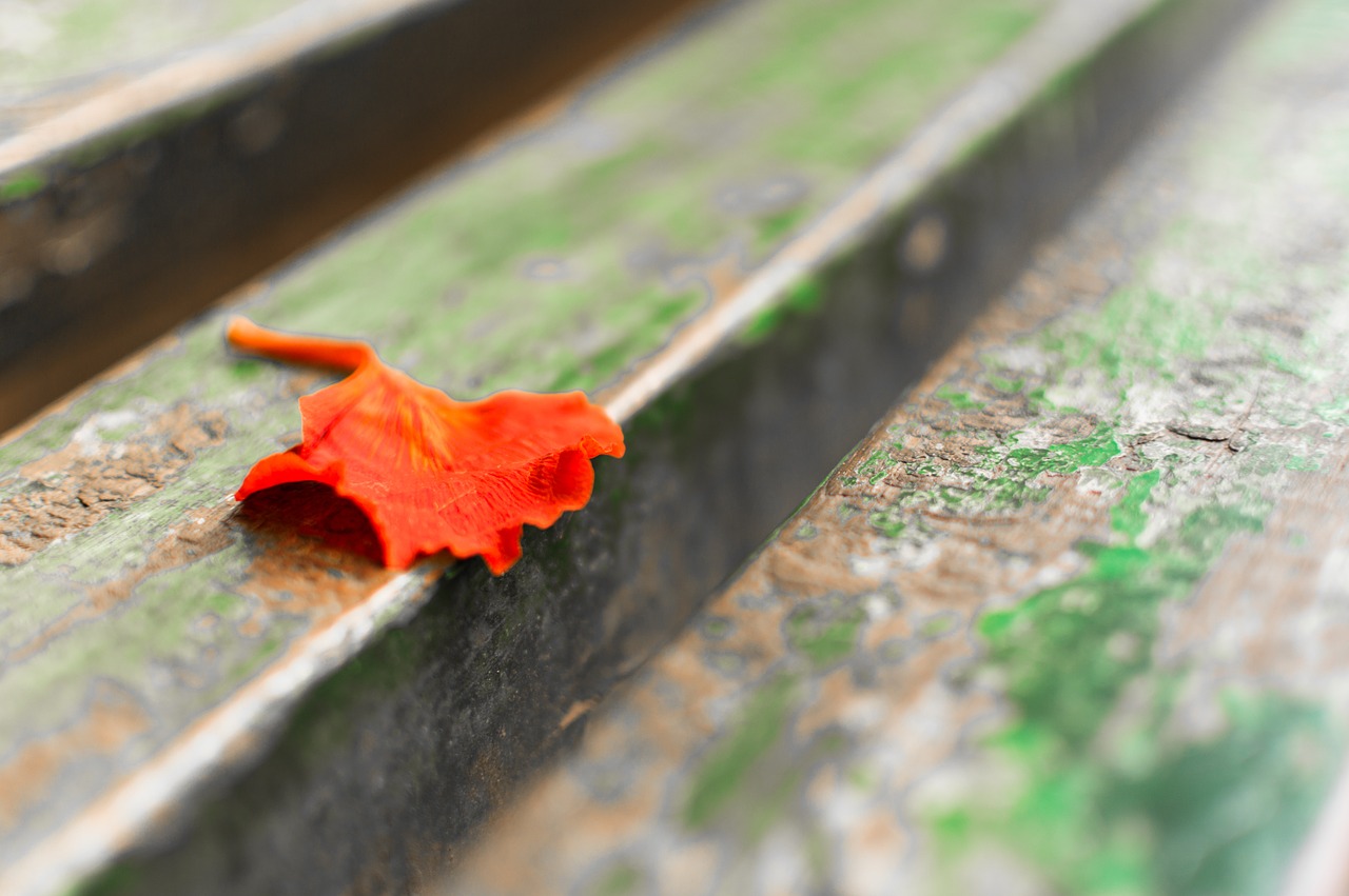 leaf leaves red free photo