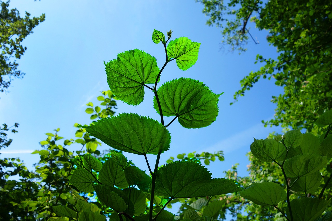 leaf  foliage  branch free photo