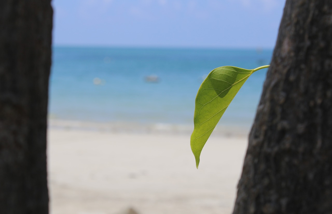 leaf  beach  condao free photo