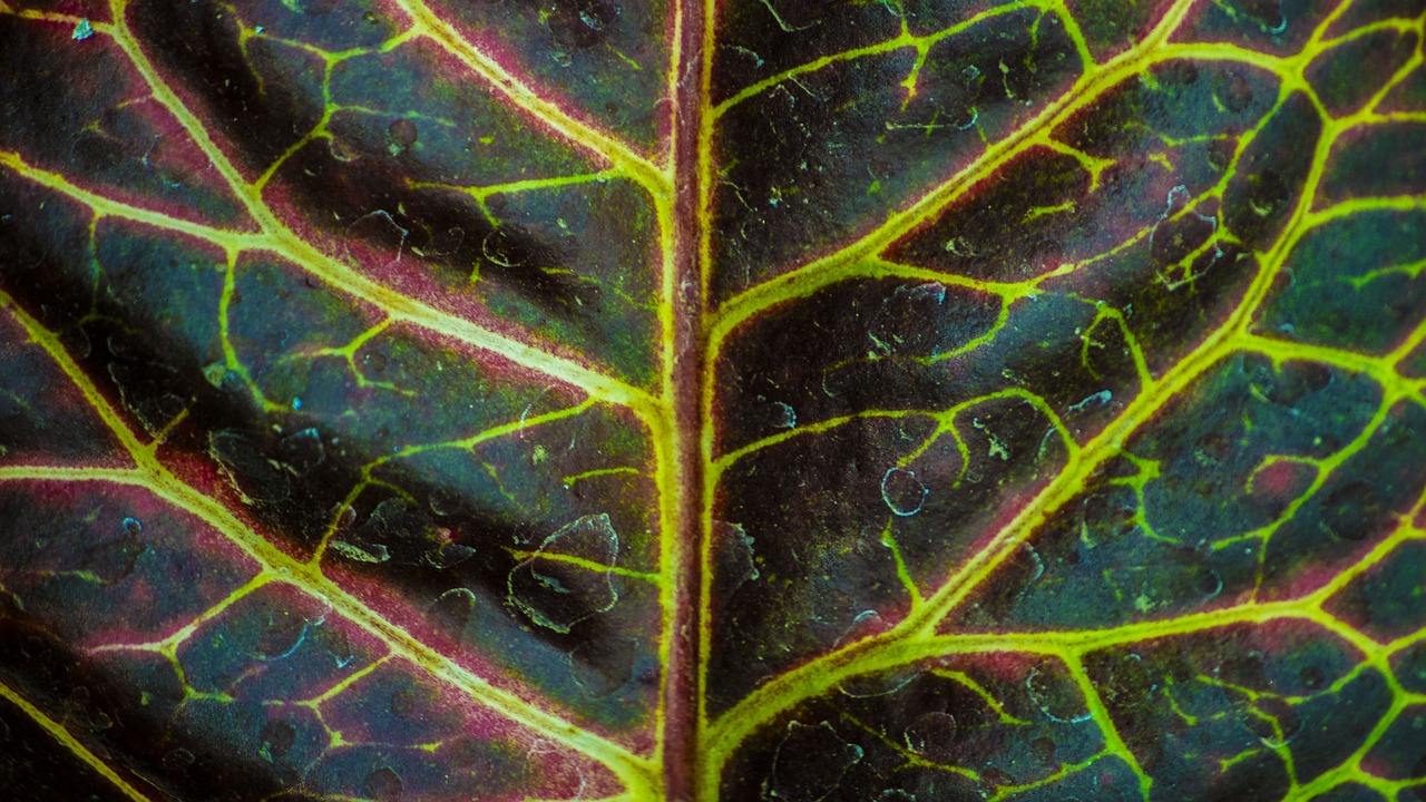 leaf  abstract  nature free photo