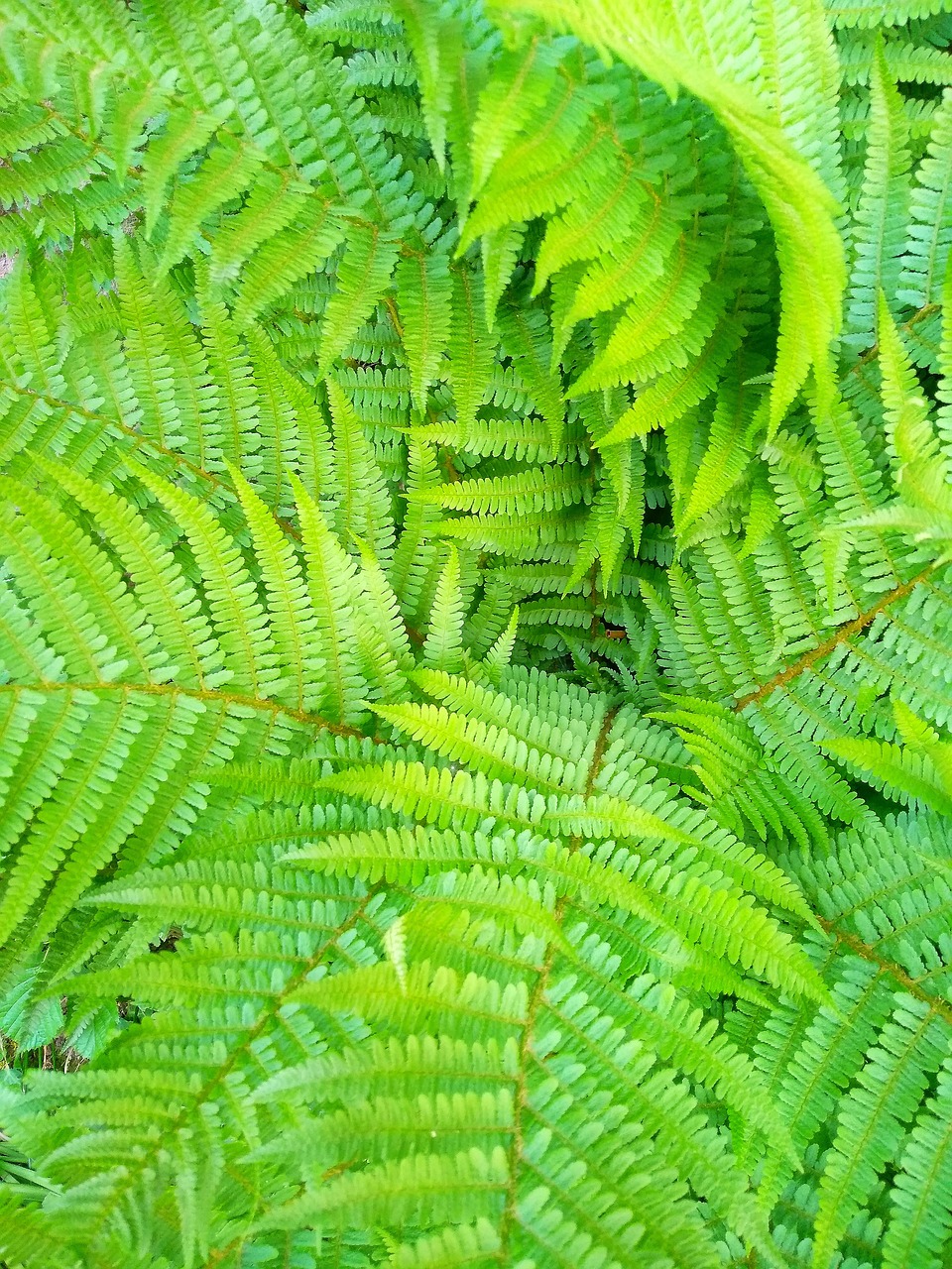 leaf  plant  fern free photo