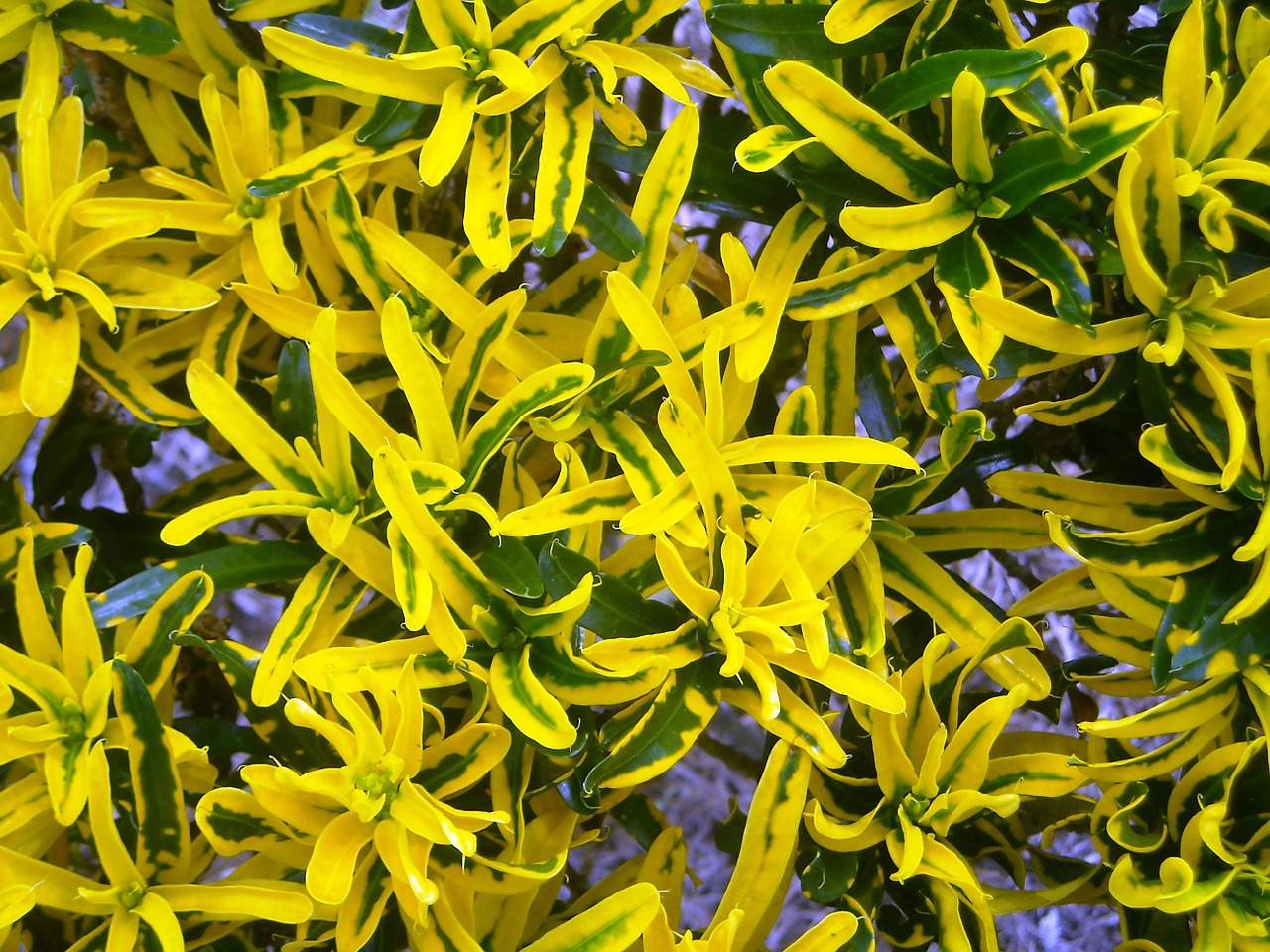 leaf codiaeum variegatum yellow free photo