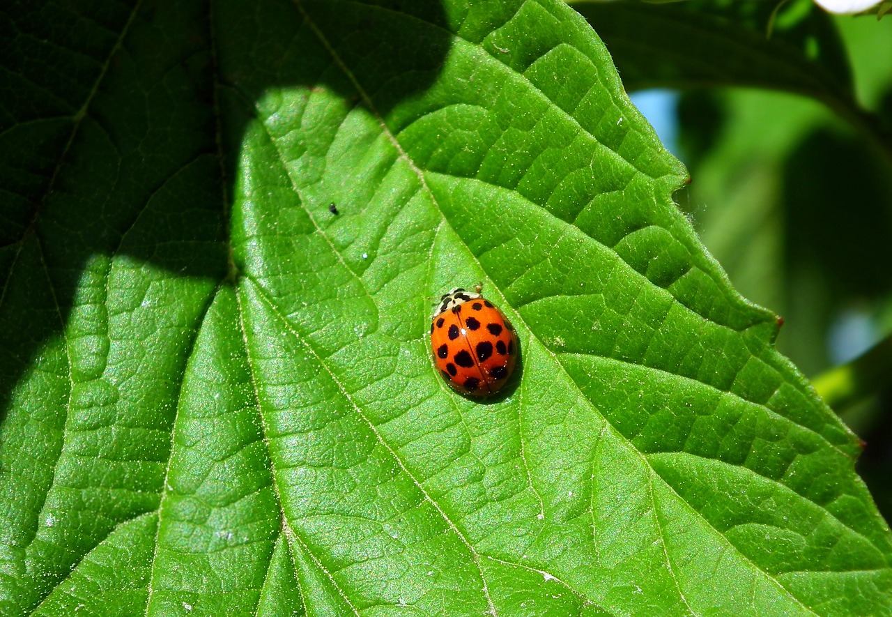 leaf  insect  ladybug free photo