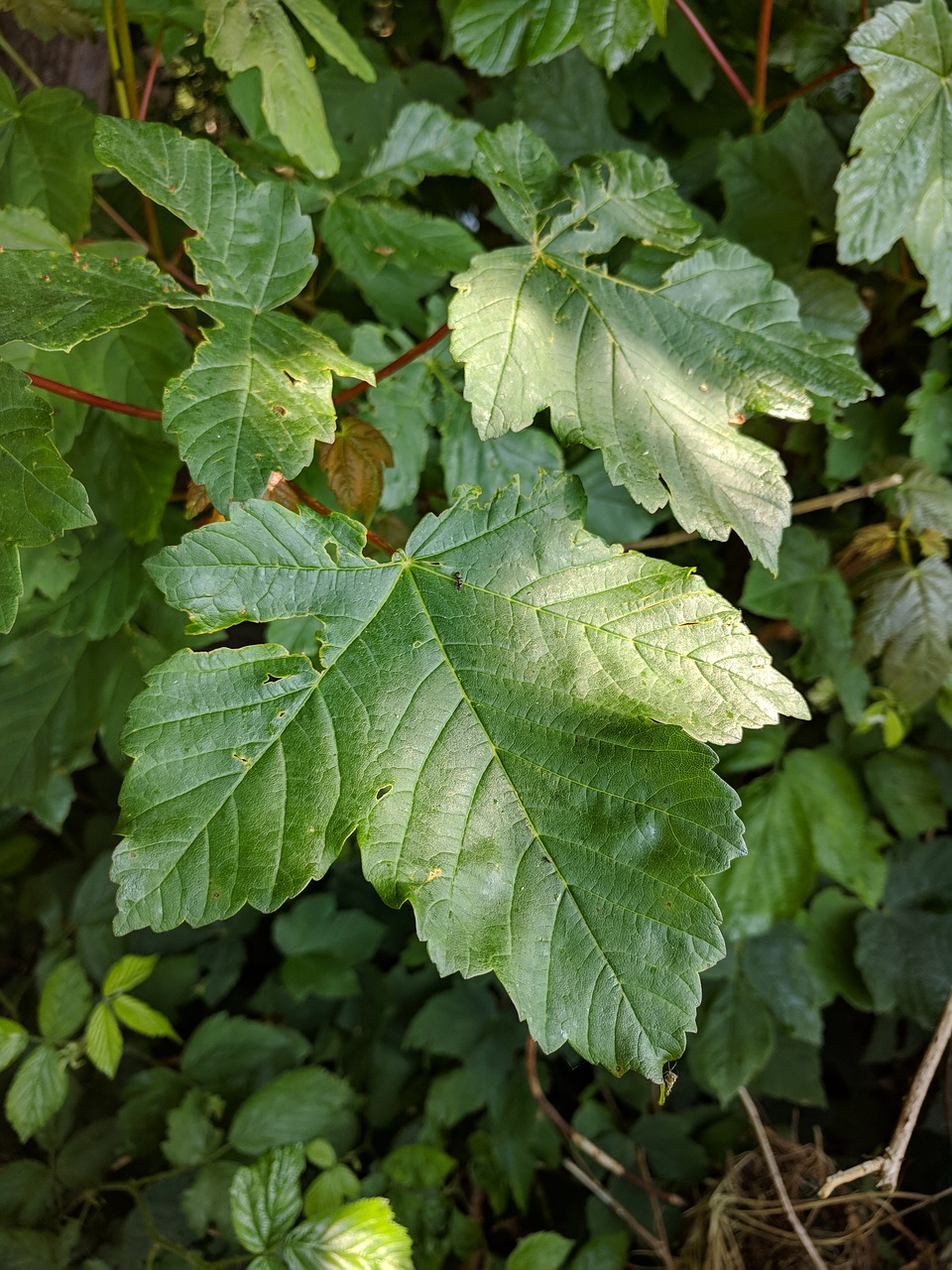 leaf  leaves  forest free photo