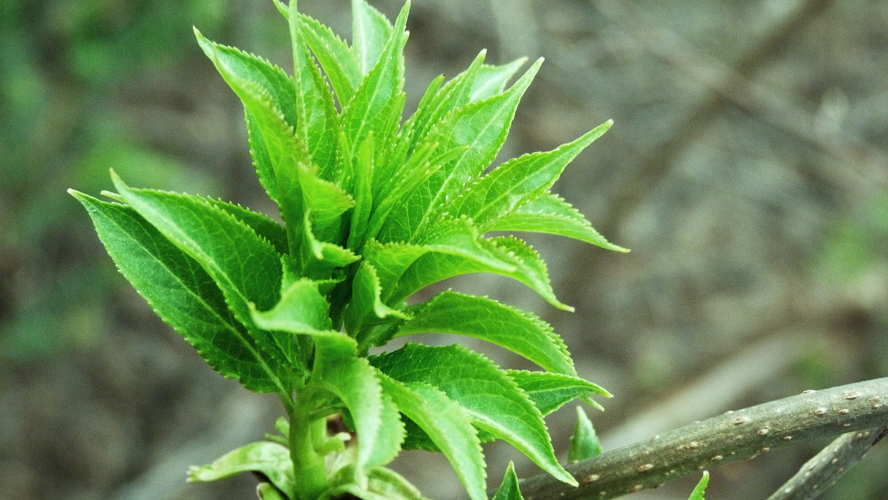 leaf  nature  tree free photo