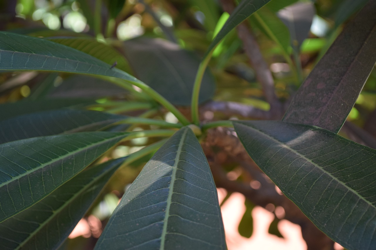 leaf  trees  nature free photo