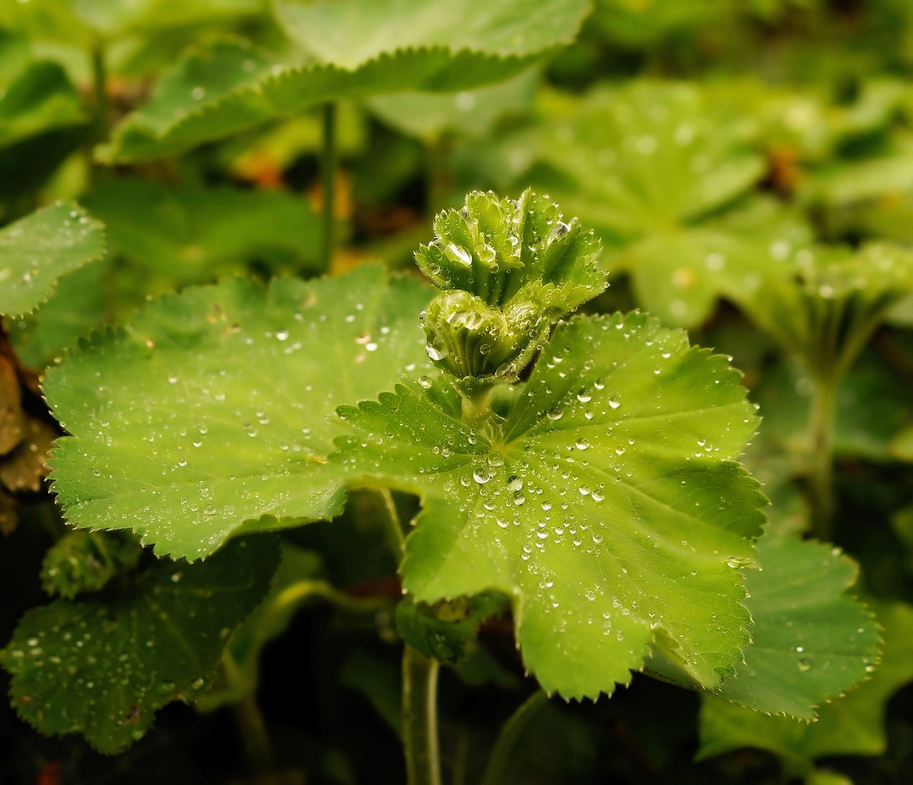 leaf green drop of water free photo