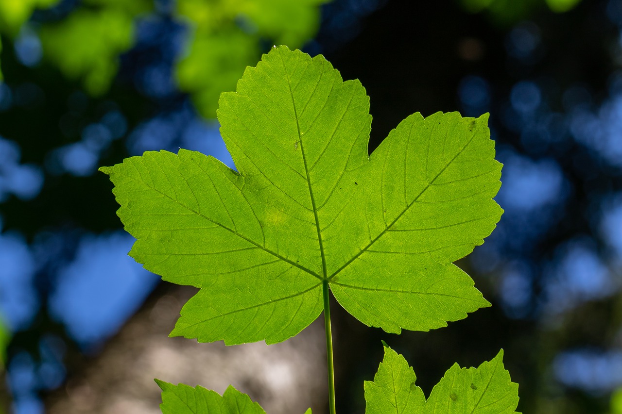 leaf  maple  mountain-maple free photo