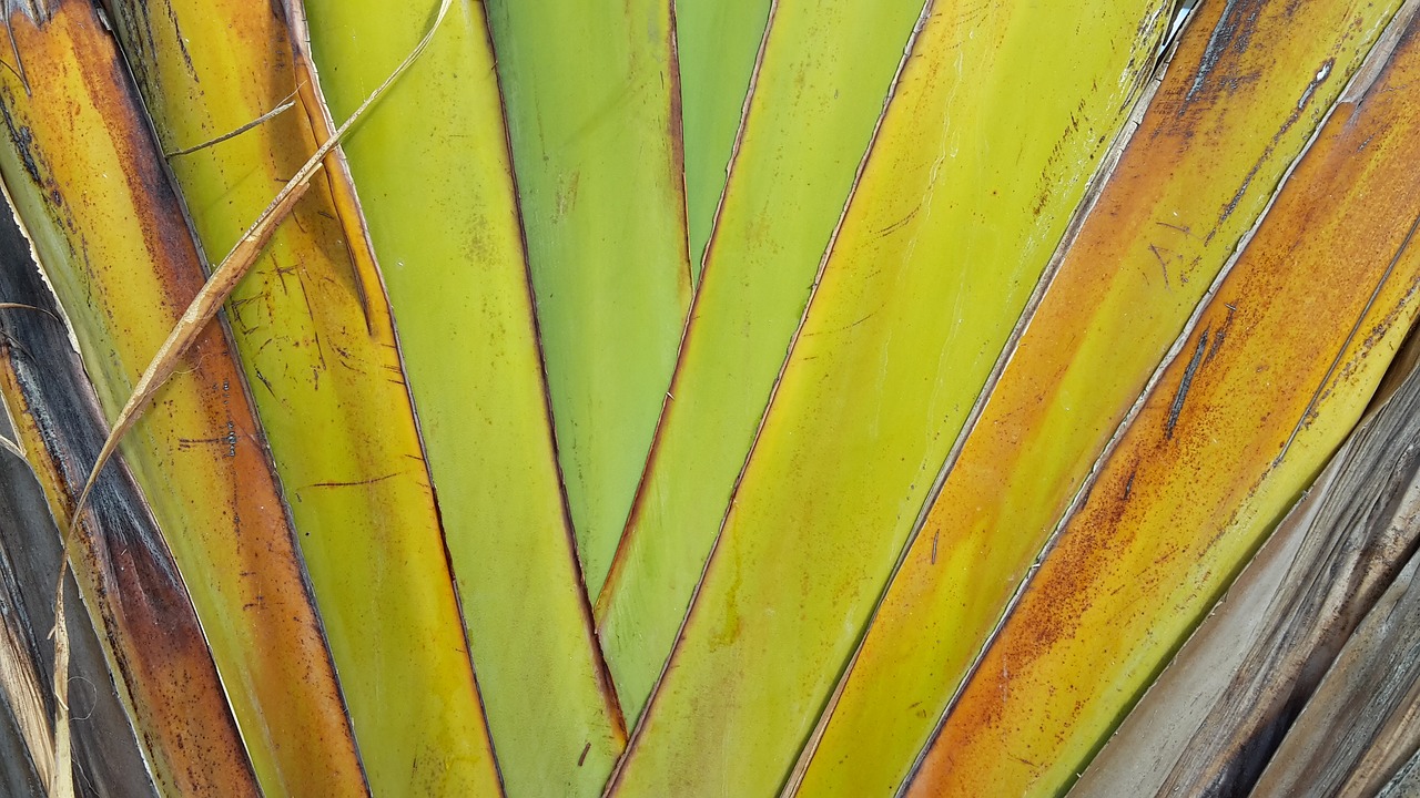 leaf  structure  exotic free photo