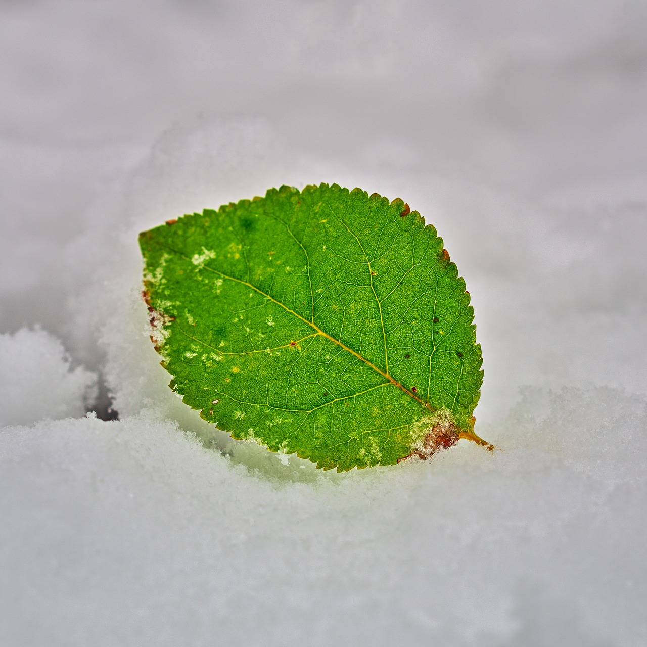 leaf  green  cold free photo