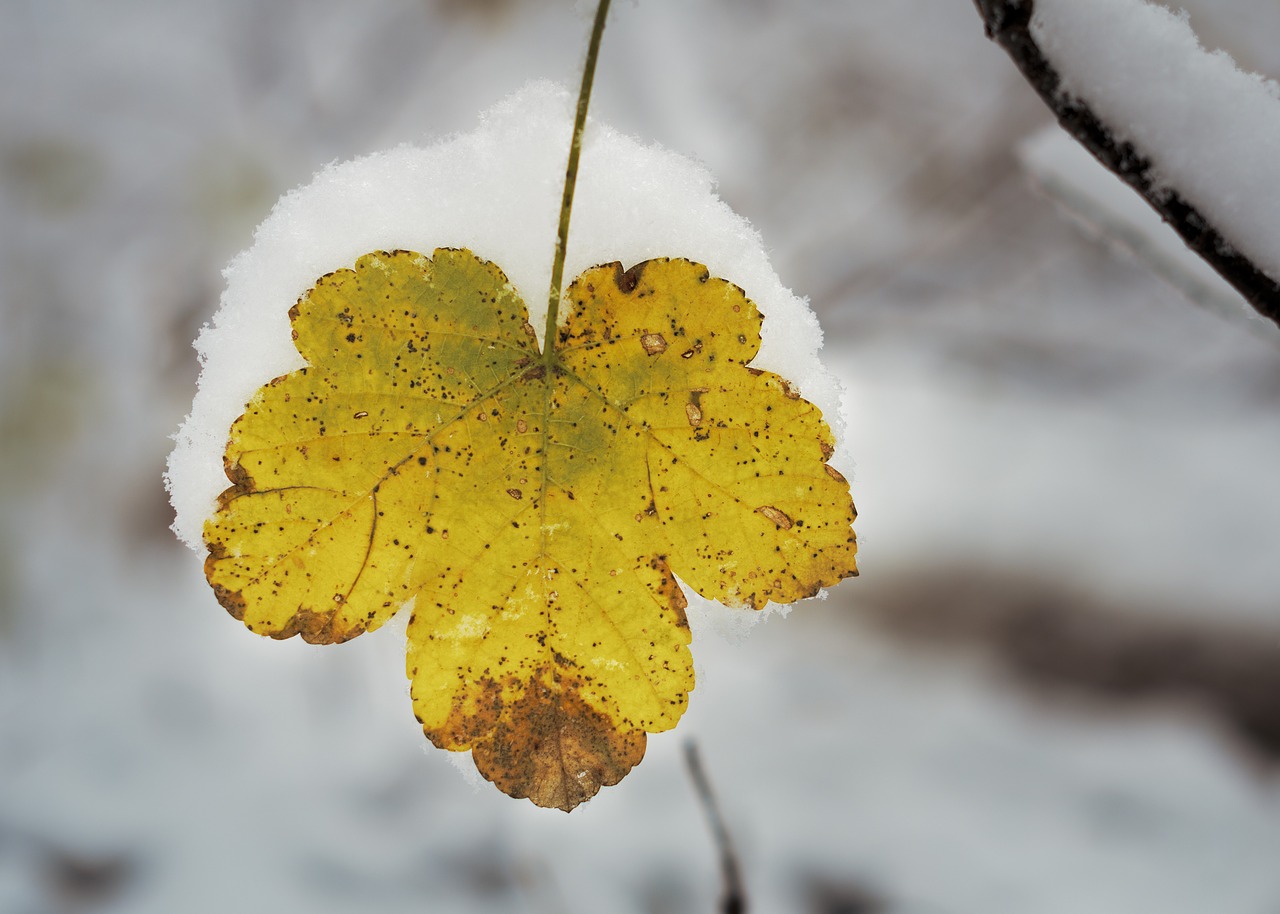 leaf  yellow  snow free photo