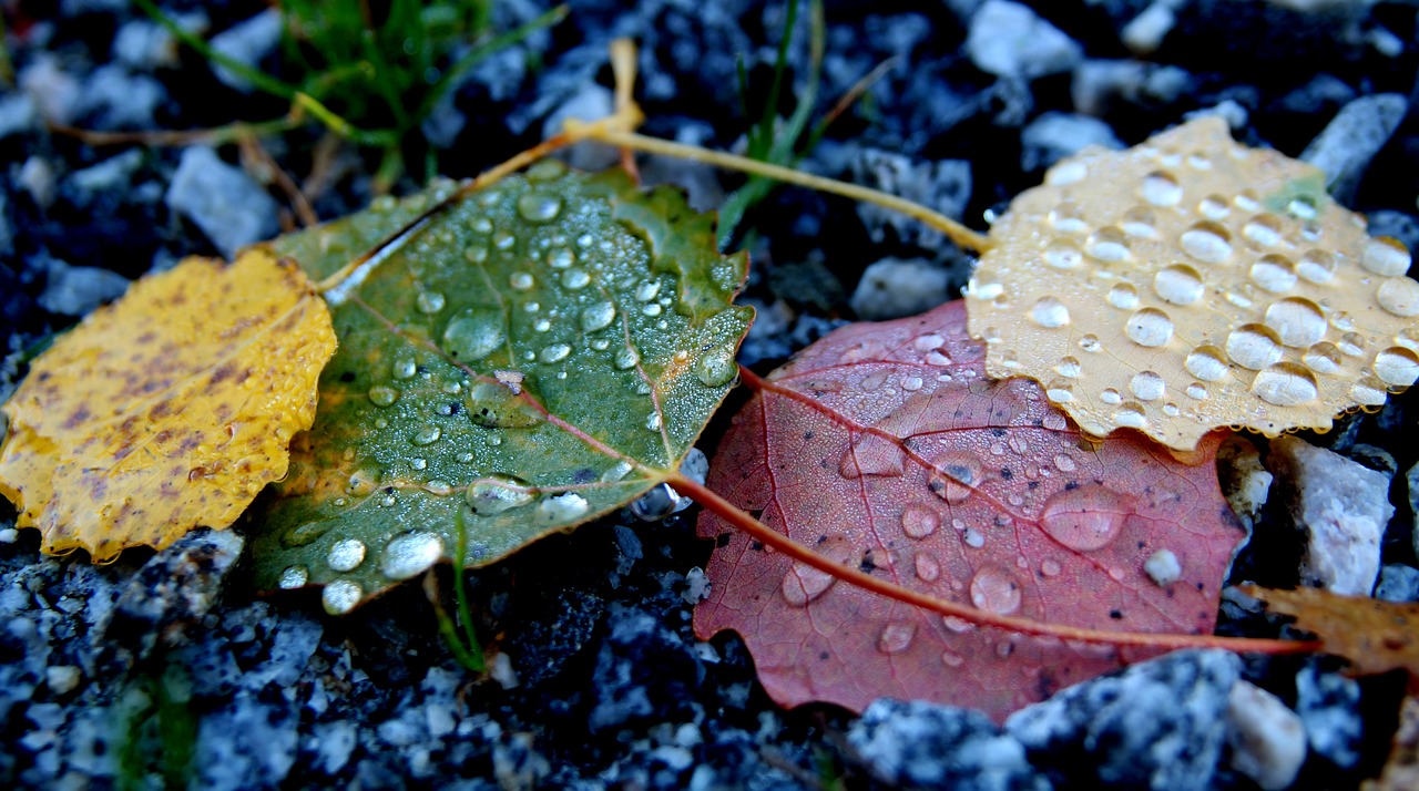 leaf  autumn  colors free photo