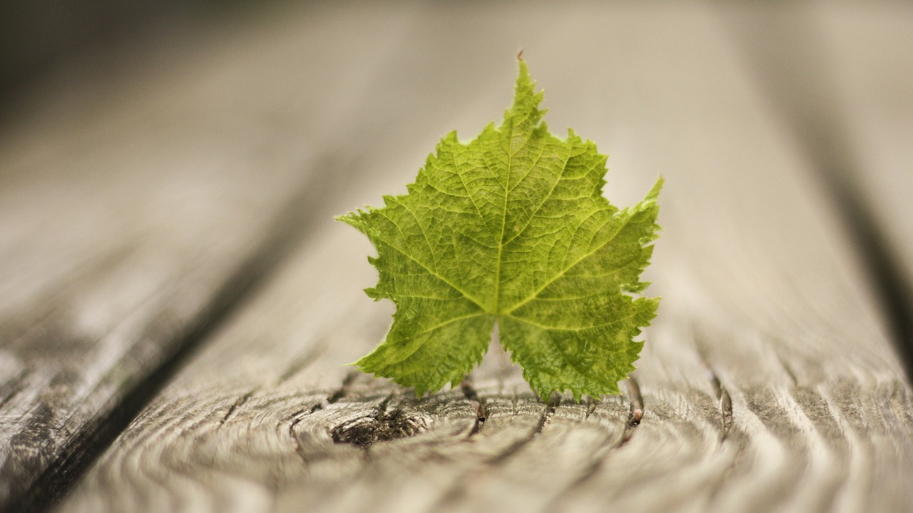 leaf spring wood free photo