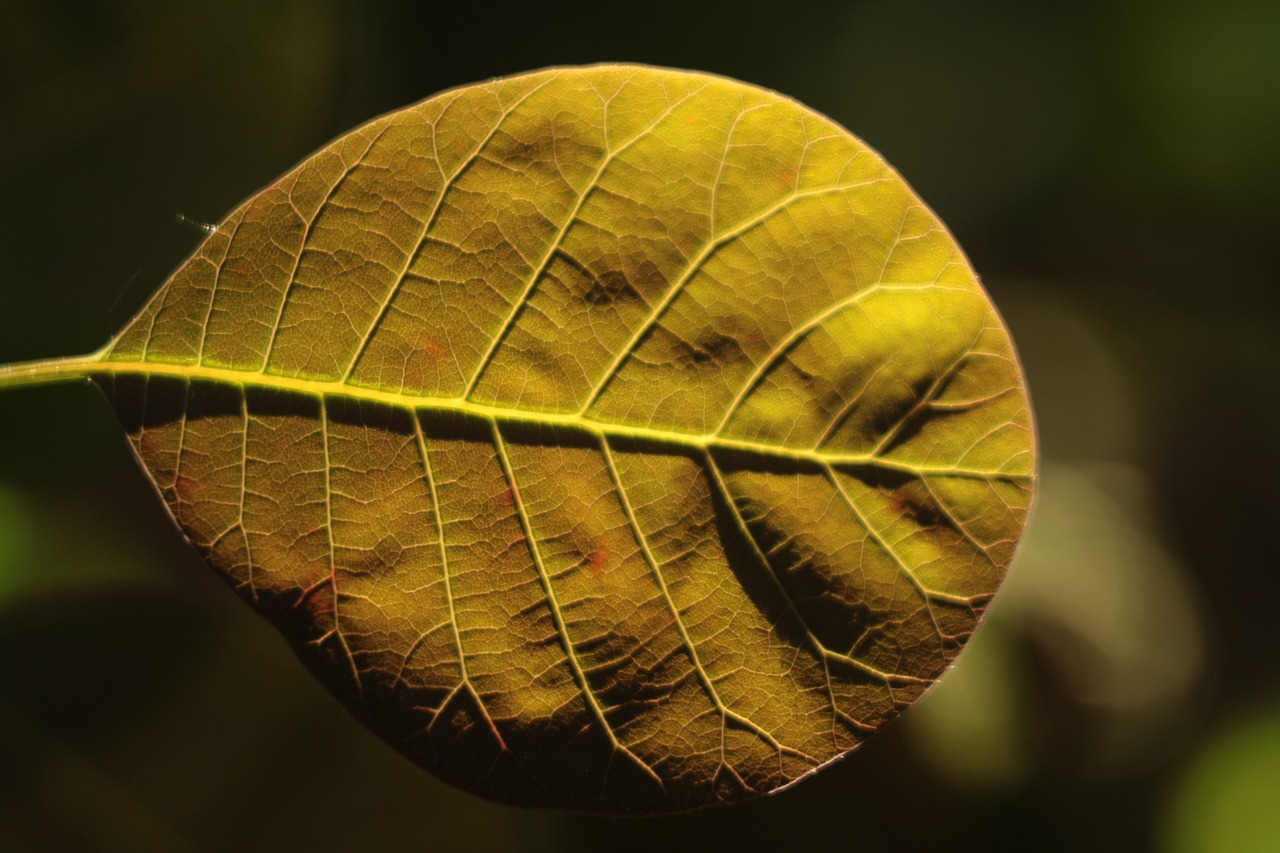 leaf  backlit  backlight free photo