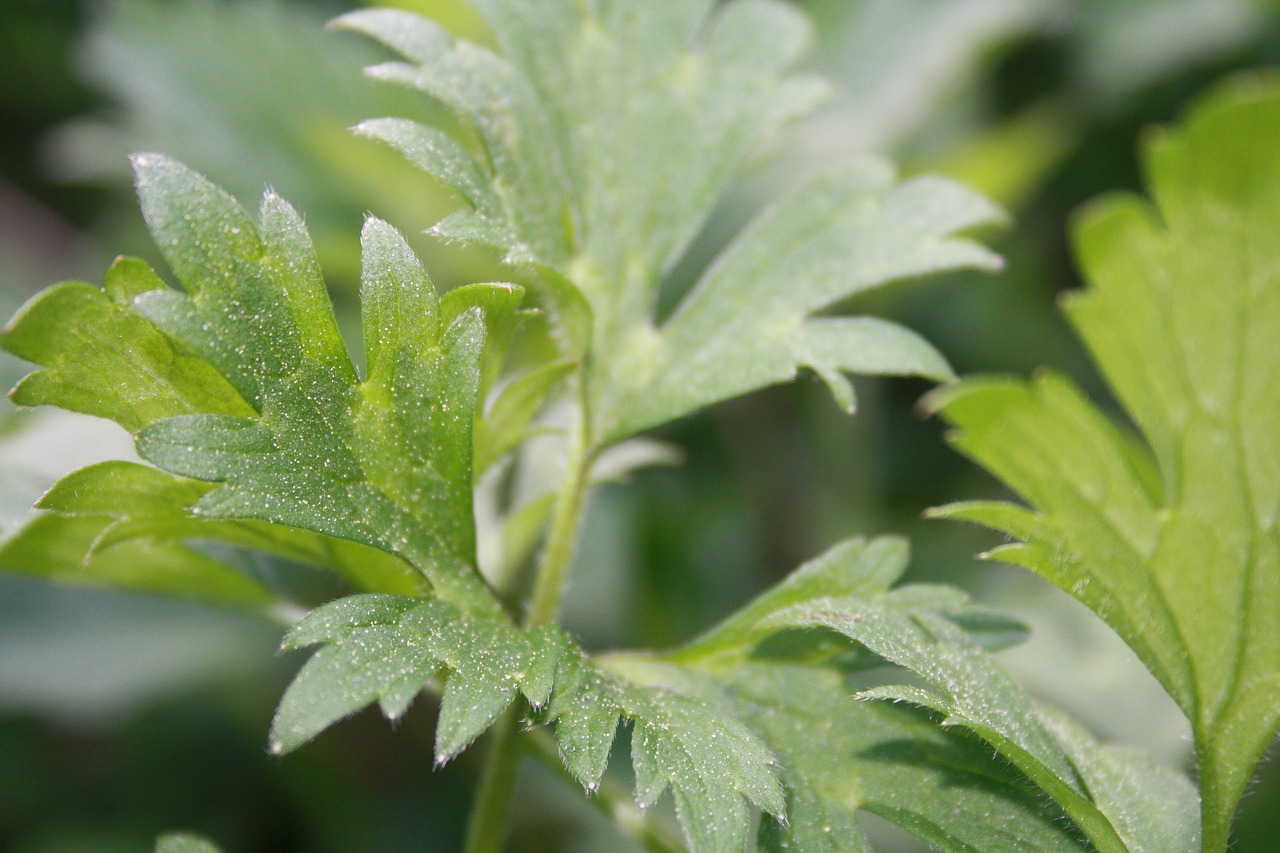 leaf  plant  green free photo