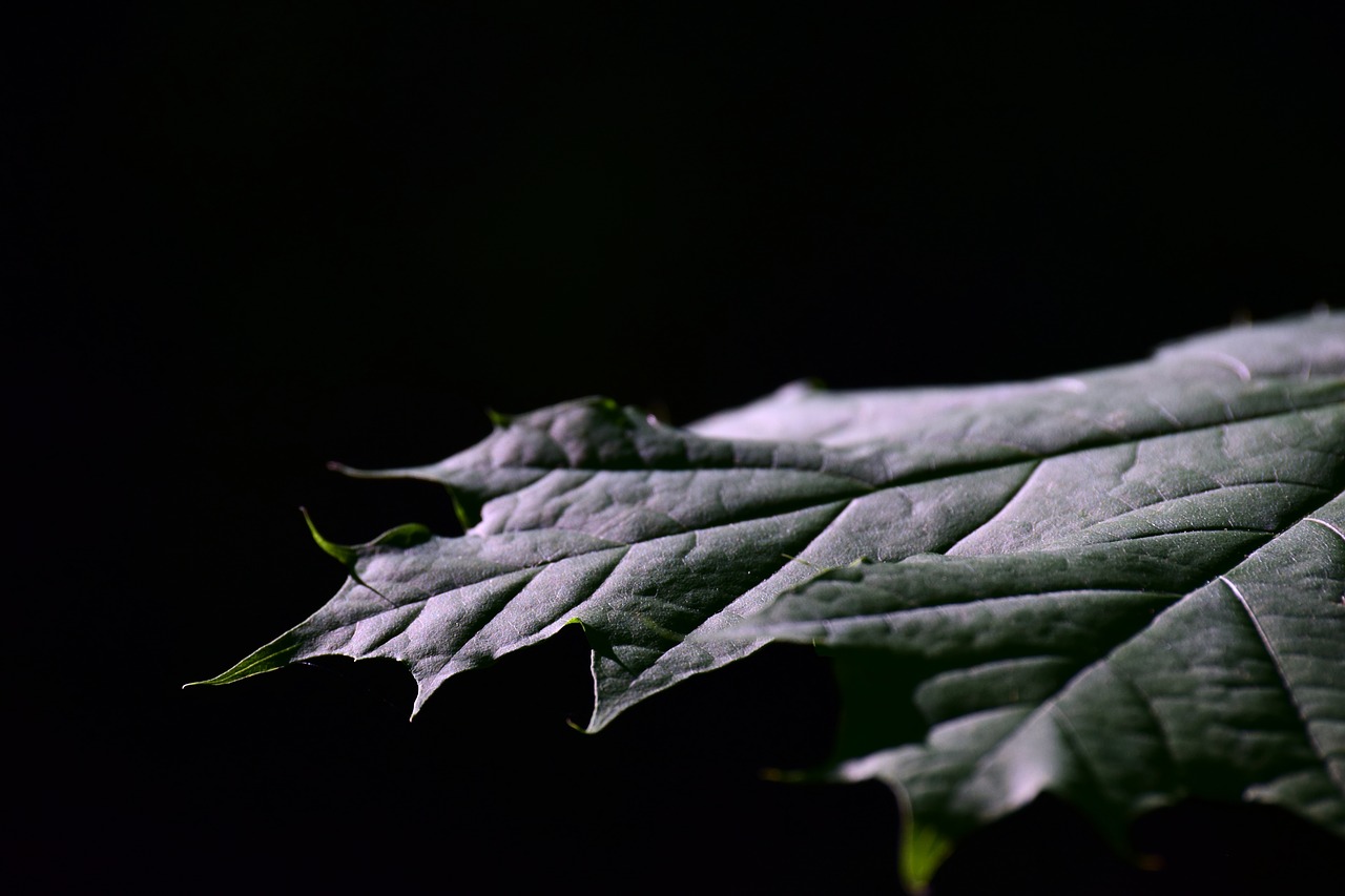 leaf  maple leaf  close up free photo