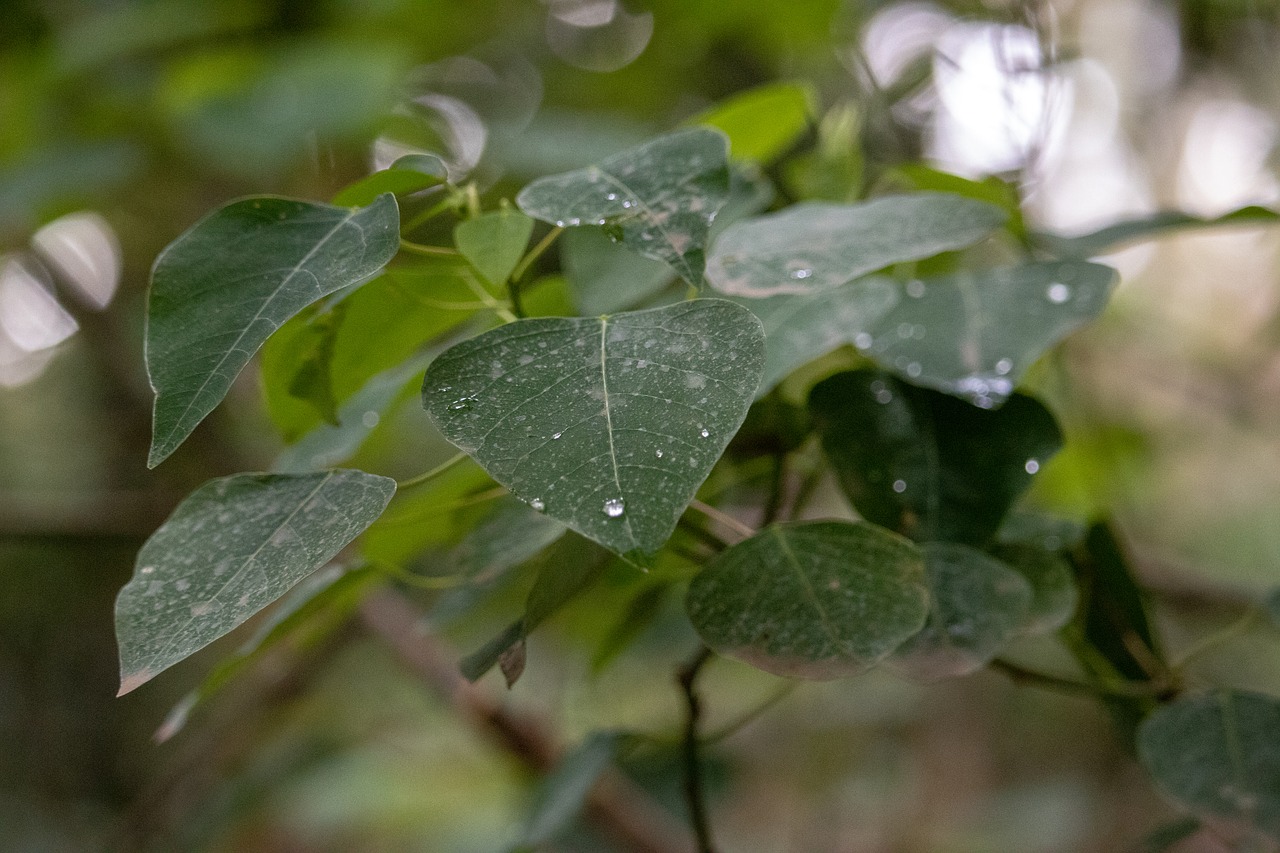 leaf  water  droplets free photo