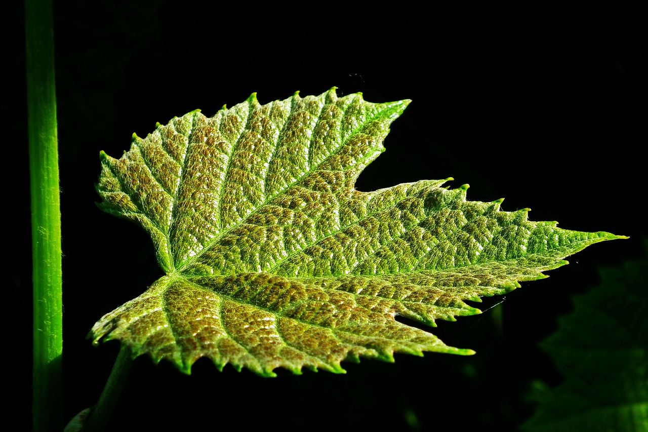 leaf  grapes  nature free photo