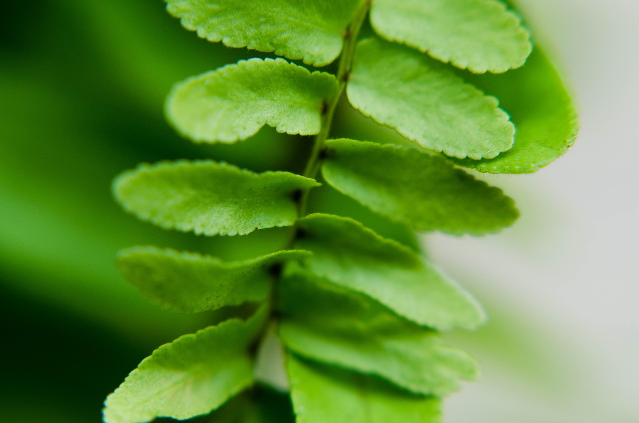 leaf  green  foliage free photo