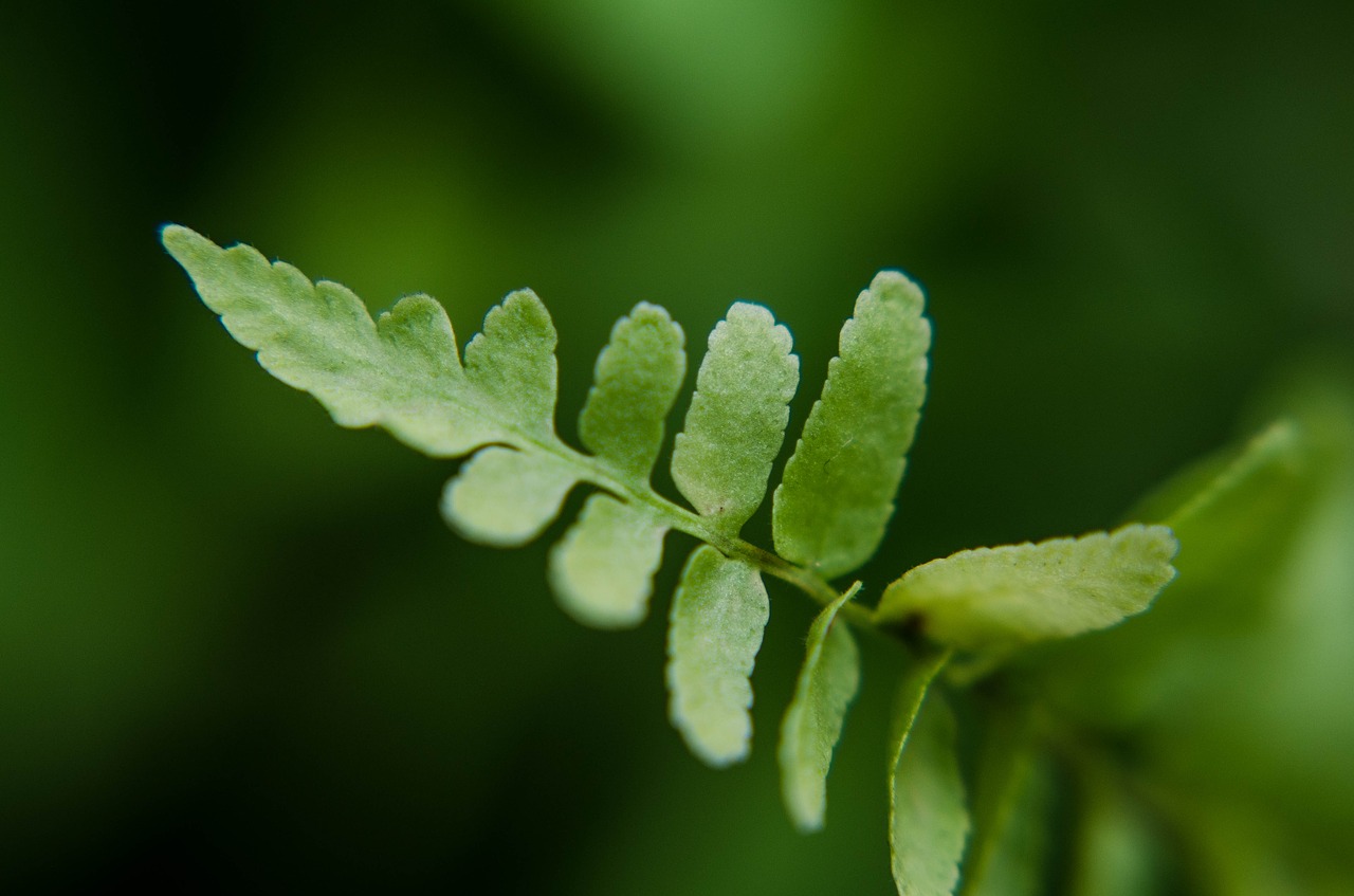 leaf  green  foliage free photo