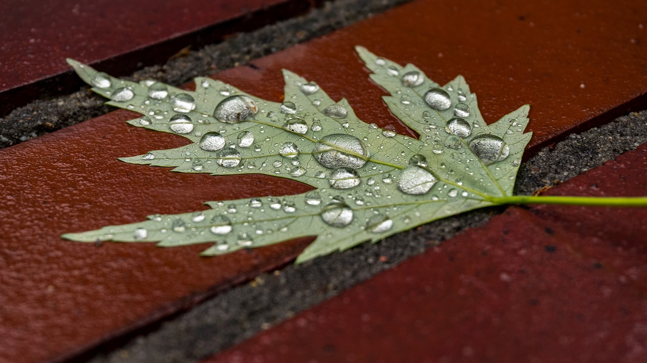 leaf  wet  drip free photo