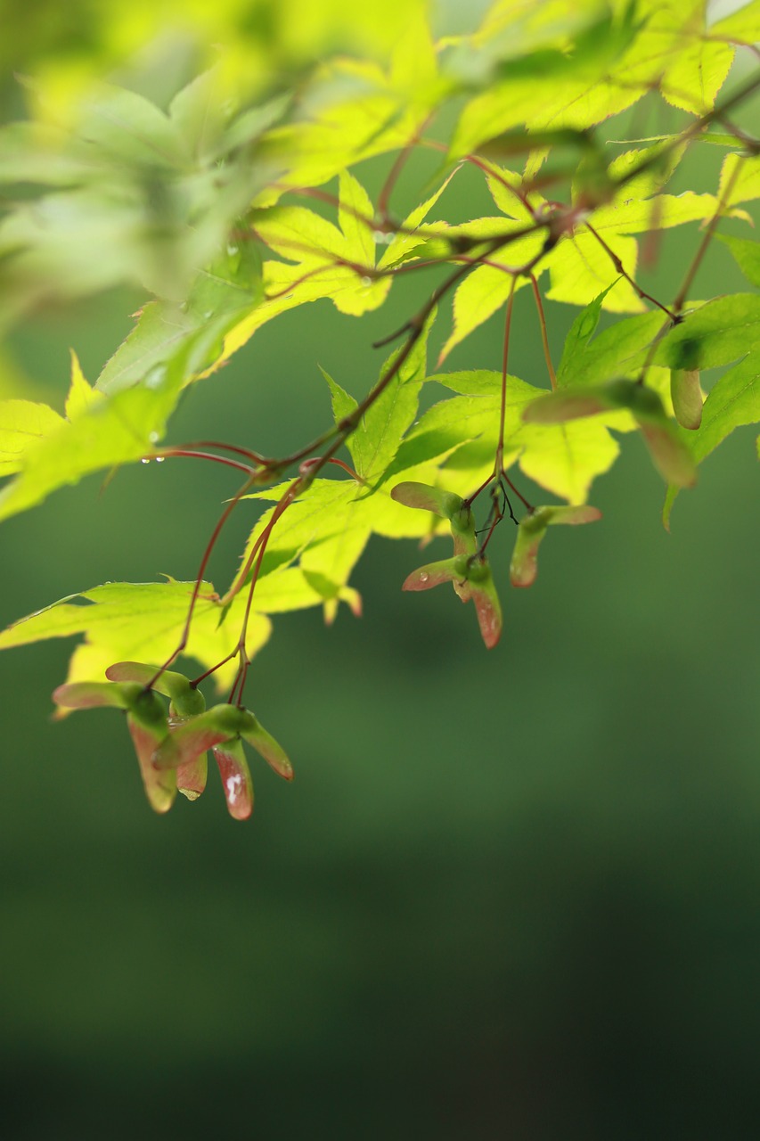 leaf  the leaves  abstract free photo