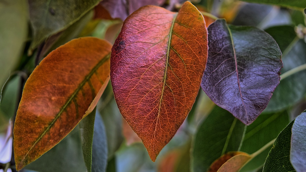 leaf  autumn  fall free photo