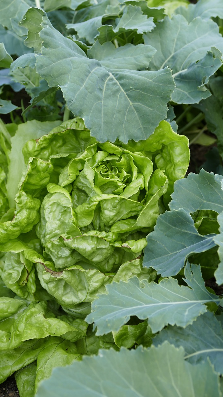 leaf  plant  vegetables free photo